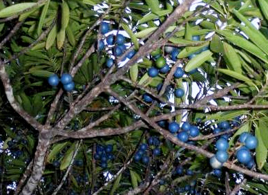 Halskette Shiva Rudraksha türkis